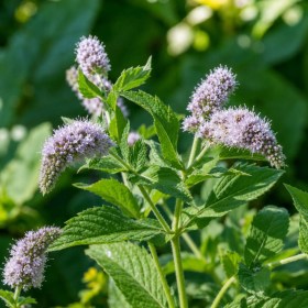Lómenta - menta - Mentha longifolia